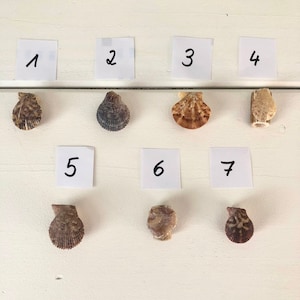 Könnte beinhalten: Sieben verschiedene Muscheln, die in Reihen auf einer weißen Holzoberfläche angeordnet sind. Die Muscheln sind mit den Zahlen 1 bis 7 beschriftet.