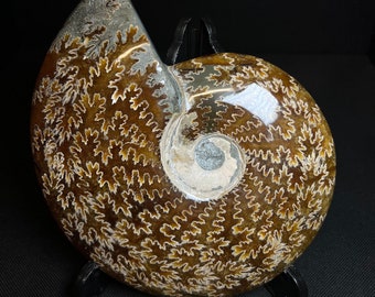 May include: A fossilized ammonite with a brown and white spiral shell pattern. The ammonite is displayed on a black stand.