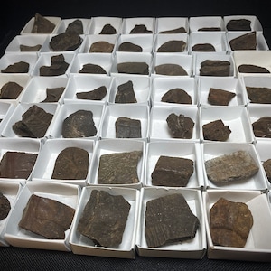 May include: A collection of 48 small, brown, ceramic shards arranged in a grid pattern in individual white boxes. The shards are various shapes and sizes, some with visible markings.