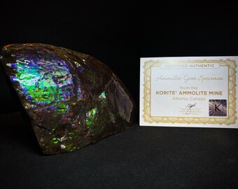 Remarkable Ammolite Gem Specimen With Teeth Impressions Of A Mosasaur From Alberta, Canada- Fossil, Gem, Collectors Piece, Statement Piece