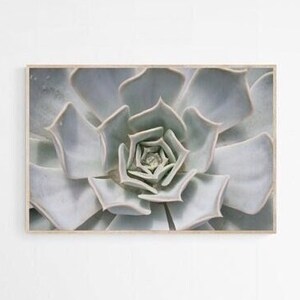 Desert Plant Printable, Desert Succulent Photography Print, Desert Wall Art Print, Succulent Printable, Succulent Plant Printable Poster