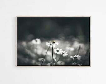 Moody Daisy Field Photo Print: Wildflower Wall Art (Digital Download)