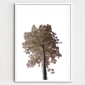 Tree Printable, Tree Photography Print, Nature Wall Art, Minimal Wall ...