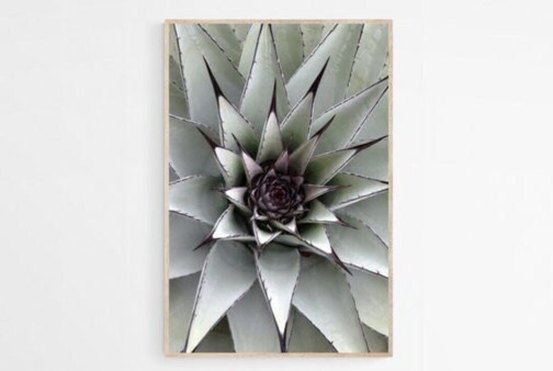 Agave Printable, Desert Plant Photography Print, Tropical Wall Art ...