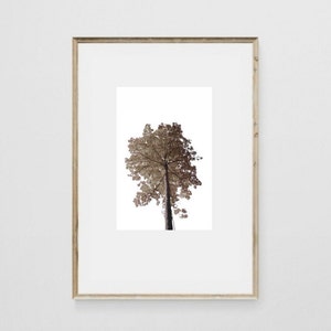 Tree Printable, Tree Photography Print, Nature Wall Art, Minimal Wall ...