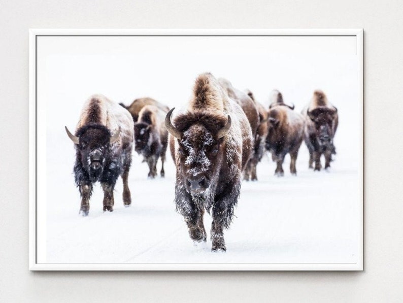 Buffalo Herd Printable, Animal Photography Wall Art Printable, Animal ...