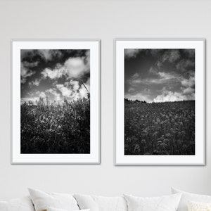 May include: Two framed black and white landscape photographs. Each features a field of plants under a cloudy sky. The frames are silver, and the images are displayed above a white sofa with decorative pillows and rattan chairs.