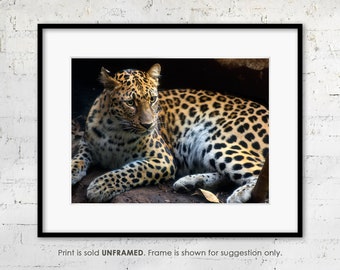 Original "Leopard's Gaze" Photography Print, Wildlife Wall Art