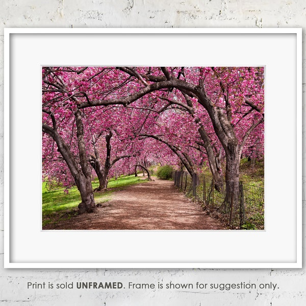 Central Park Cherry Trees in Bloom Photo Print, New York City Photograph, NYC Photography & Wall Art, Spring Landscape, Pink Blossoms