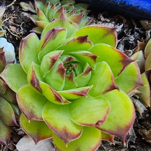 Heirloom Hen and Chicks Succulent: Sempervivum, Appletini, Reddish Purple Tips