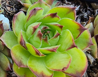 Heirloom Hens and Chicks succulent. Sempervivum appletini chick charms carmen sunset. Lime green with reddish purple tips.