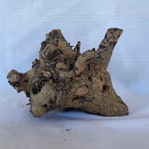 May include: A gnarled, weathered piece of driftwood with a unique, organic shape. The wood is a light brown color with a rough texture.