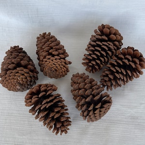 Może przedstawiać: Sześć brązowych szyszek sosnowych o różnych rozmiarach i kształtach. Szyszki są ułożone na białym tle z tkaniny.