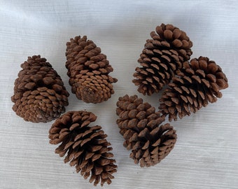 Pinecones/ large pinecones/ pinecones for crafting