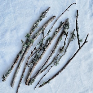 May include: A collection of twigs with lichen growing on them. The twigs are arranged in a fan shape on a white fabric background.