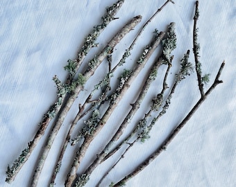 Äste mit Flechten/ 10 Stück Zweige mit Flechten/ Terrarien