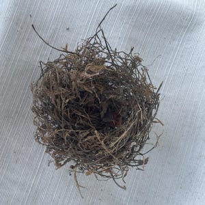 May include: A bird nest constructed from a dense, tangled collection of thin, dark brown dried twigs, stems, and fibrous plant matter, forming a rounded, hollow structure with a visible opening at the center and protruding dry branches.