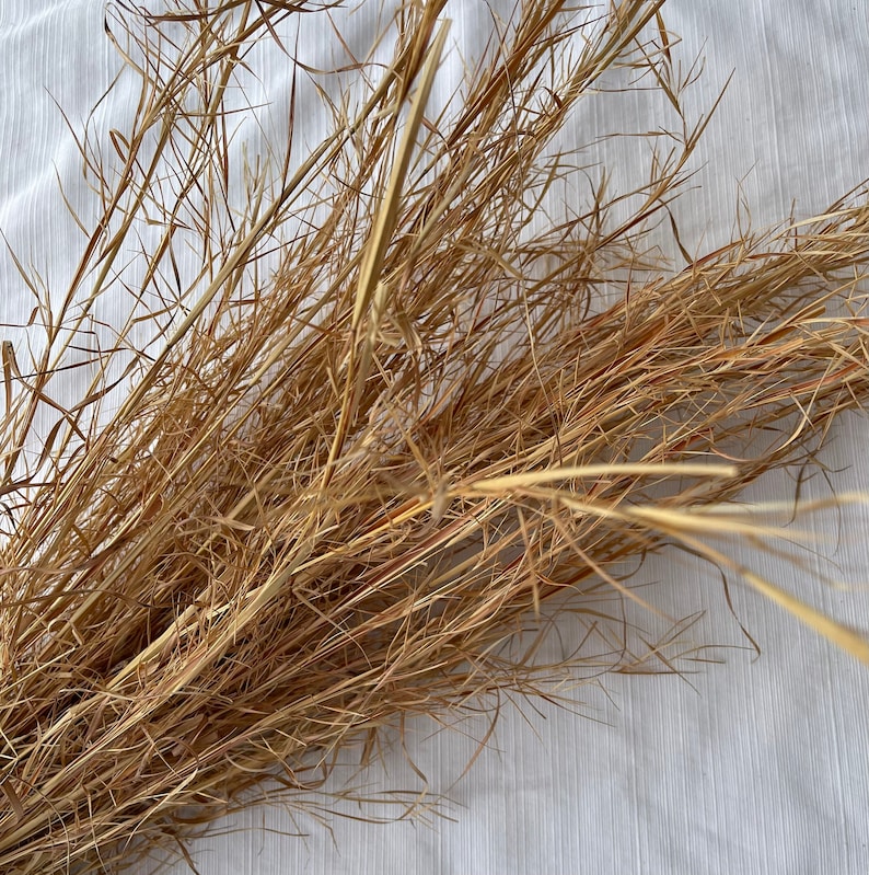 May include: A bunch of dried, light brown grass stems. The stems are long and thin, and they are arranged in a loose bundle.