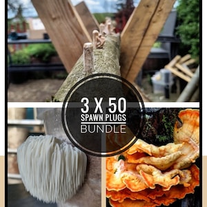 Impfdübel Pilzmyzel 3 x 50 Stück | Angebot! Sparpacket