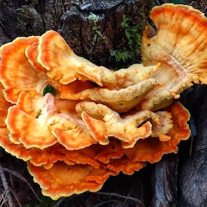 Könnte beinhalten: Ein Büschel leuchtend orangefarbener und gelber Regalpilze, die auf einem Baumstamm wachsen. Die Pilze haben eine wellige, gekräuselte Textur.