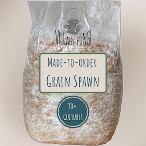 1 Kilograms of GRAIN SPAWN mushroom mycelium, freshly inoculated