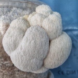 Könnte beinhalten: Nahaufnahme eines Löwenmähnenpilzes, eines weißen, zotteligen Speisepilzes. Der Pilz wächst aus einem durchsichtigen Kunststoffbehälter. Der Hintergrund ist ein sanftes Blau.