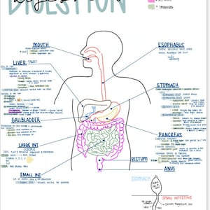 Pathophysiology Nursing Notes