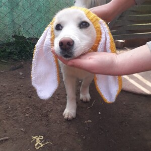 Bonnet snood pour chien en tricot avec oreilles de lapin, snood pour chien de photographie d'animaux de compagnie, chapeau de Pâques pour chien de compagnie, cache-cou pour chien, vêtements pour chien, cadeaux pour chien et chapeau de lapin pour chien image 5