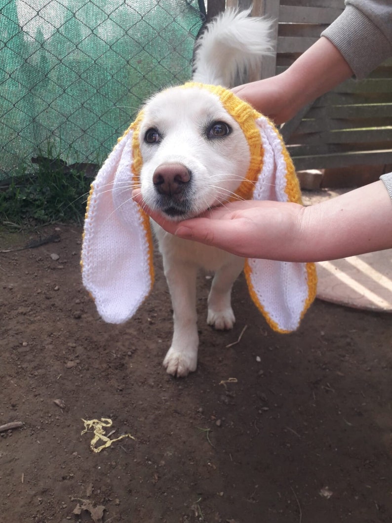 Bonnet snood pour chien en tricot avec oreilles de lapin, snood pour chien de photographie d'animaux de compagnie, chapeau de Pâques pour chien de compagnie, cache-cou pour chien, vêtements pour chien, cadeaux pour chien et chapeau de lapin pour chien image 5