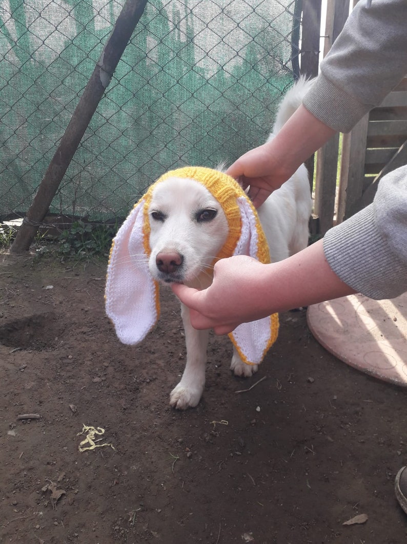 Bonnet snood pour chien en tricot avec oreilles de lapin, snood pour chien de photographie d'animaux de compagnie, chapeau de Pâques pour chien de compagnie, cache-cou pour chien, vêtements pour chien, cadeaux pour chien et chapeau de lapin pour chien image 4