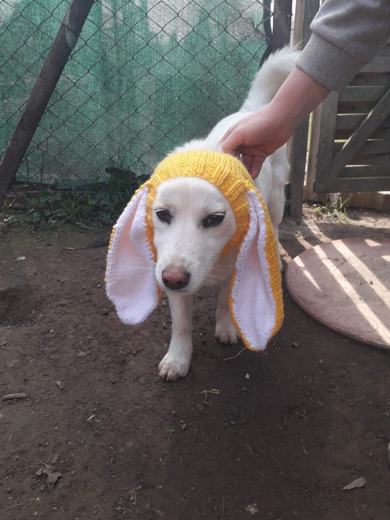 Bonnet snood pour chien en tricot avec oreilles de lapin, snood pour chien de photographie d'animaux de compagnie, chapeau de Pâques pour chien de compagnie, cache-cou pour chien, vêtements pour chien, cadeaux pour chien et chapeau de lapin pour chien image 1