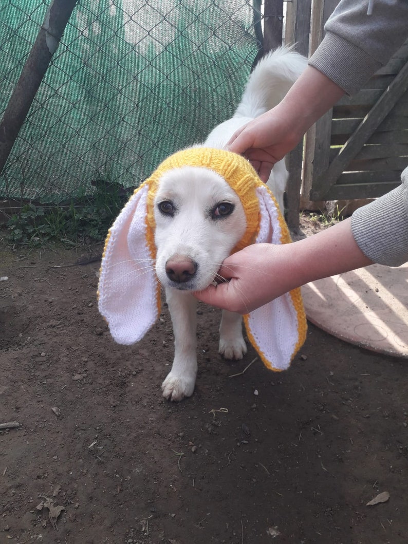 Bonnet snood pour chien en tricot avec oreilles de lapin, snood pour chien de photographie d'animaux de compagnie, chapeau de Pâques pour chien de compagnie, cache-cou pour chien, vêtements pour chien, cadeaux pour chien et chapeau de lapin pour chien image 3