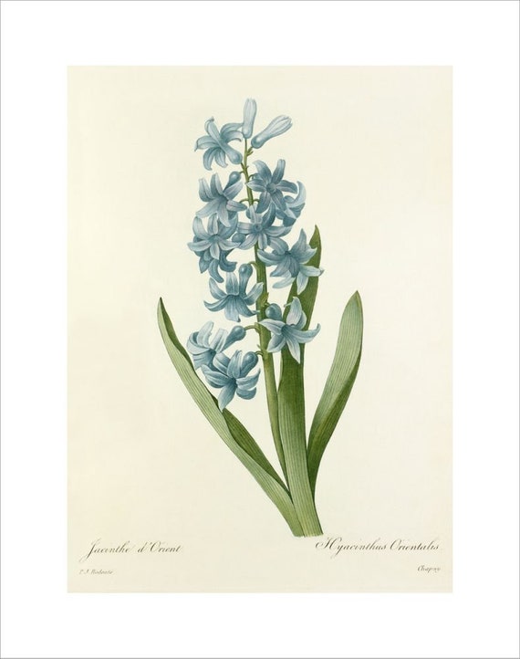 Flowers Botanical Print Jacinthe D'orient by Pierre Joseph - Etsy