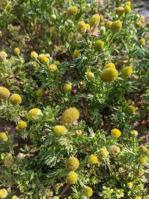 Pineapple Weed wild Chamomile Seeds Etsy