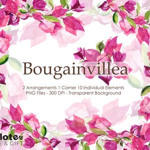 Bougainvillea ClipArt, Flores Mexicanas, Florais Aquarelados, Casamento Mexicano ao Ar Livre, Bugainvillea Aquarela Brilhante, Flores Fúcsia