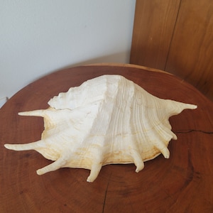 Giant Spider Conch Seashell Beach Decor 12 inches x 9 inches, very heavy,  Beautiful