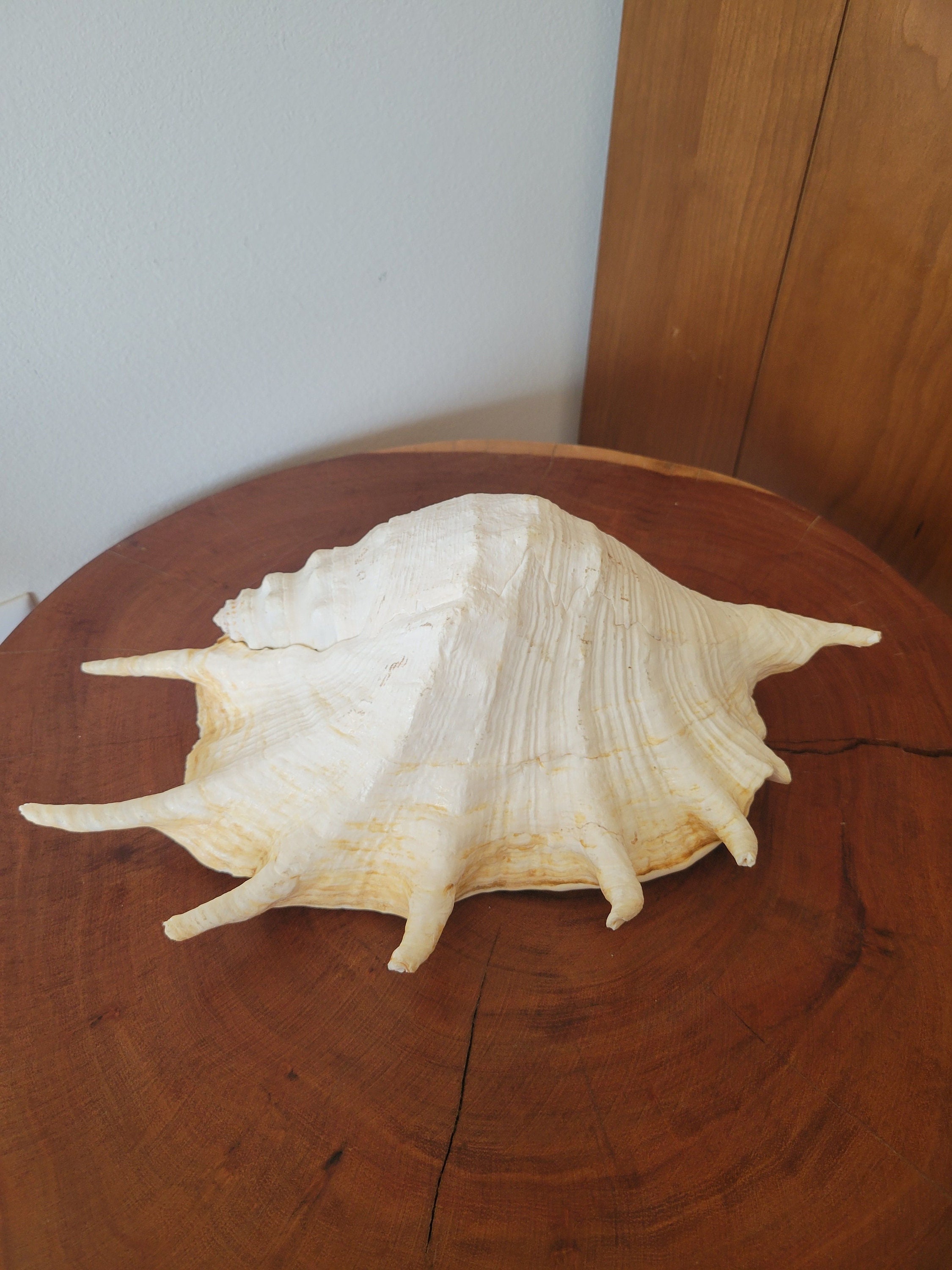 Giant Spider Conch Shell, Beach Decor (12x9 Inches) - Etsy