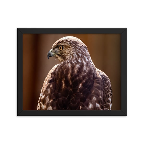 Red-Tailed Hawk