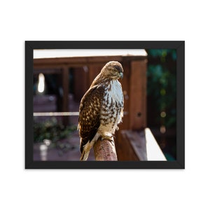 Rotschwanzbussard auf der Jagd