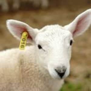Peut inclure: Gros plan d'un jeune agneau &agrave; la laine blanche et une &eacute;tiquette jaune &agrave; l'oreille portant le num&eacute;ro "016". L'agneau a de grandes oreilles dress&eacute;es et des yeux sombres, sur un fond flou vert et brun.