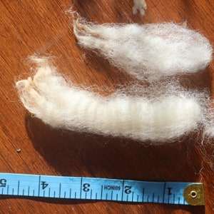 Peut inclure: Gros plan sur des fibres de laine &eacute;crue, possiblement pour l'artisanat. Un ruban &agrave; mesurer bleu indique la longueur de la laine. La laine est sur une surface en bois. Les fibres semblent douces et duveteuses, id&eacute;ales pour le filage ou le feutrage.
