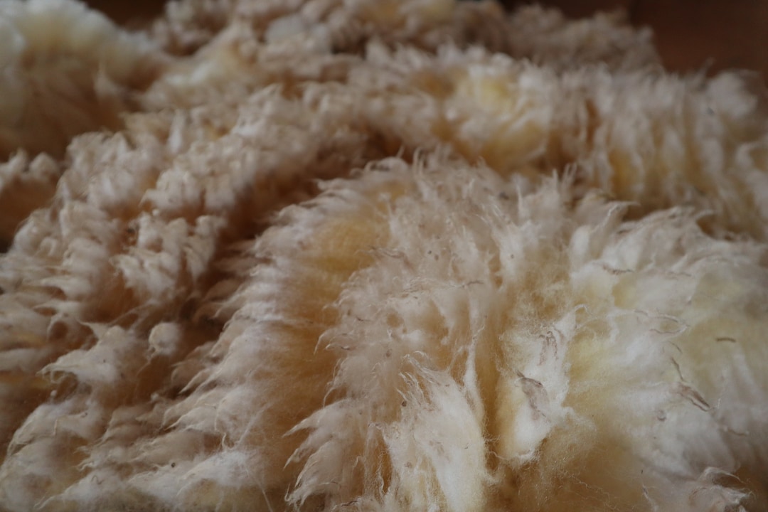 Raw Sheep Fleece (north Country Cheviot). White Wool. - Etsy
