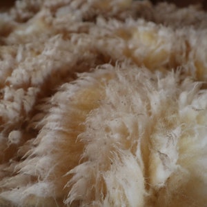 Peut inclure: Gros plan sur des fibres de laine brutes et non trait&eacute;es. La laine est d'un blanc cass&eacute; cr&eacute;meux avec une texture douce et duveteuse. Les fibres sont &eacute;troitement tass&eacute;es, cr&eacute;ant une surface dense et textur&eacute;e. L'image met en valeur la beaut&eacute; naturelle de la laine.