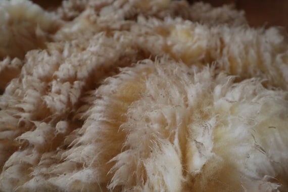 Raw sheep fleece (North Country Cheviot).  White wool.