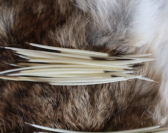 Porcupine Quill 46 African Porcupine Quills Needles Spines Craft & Decor  Crafts Nautical Beach DIY 