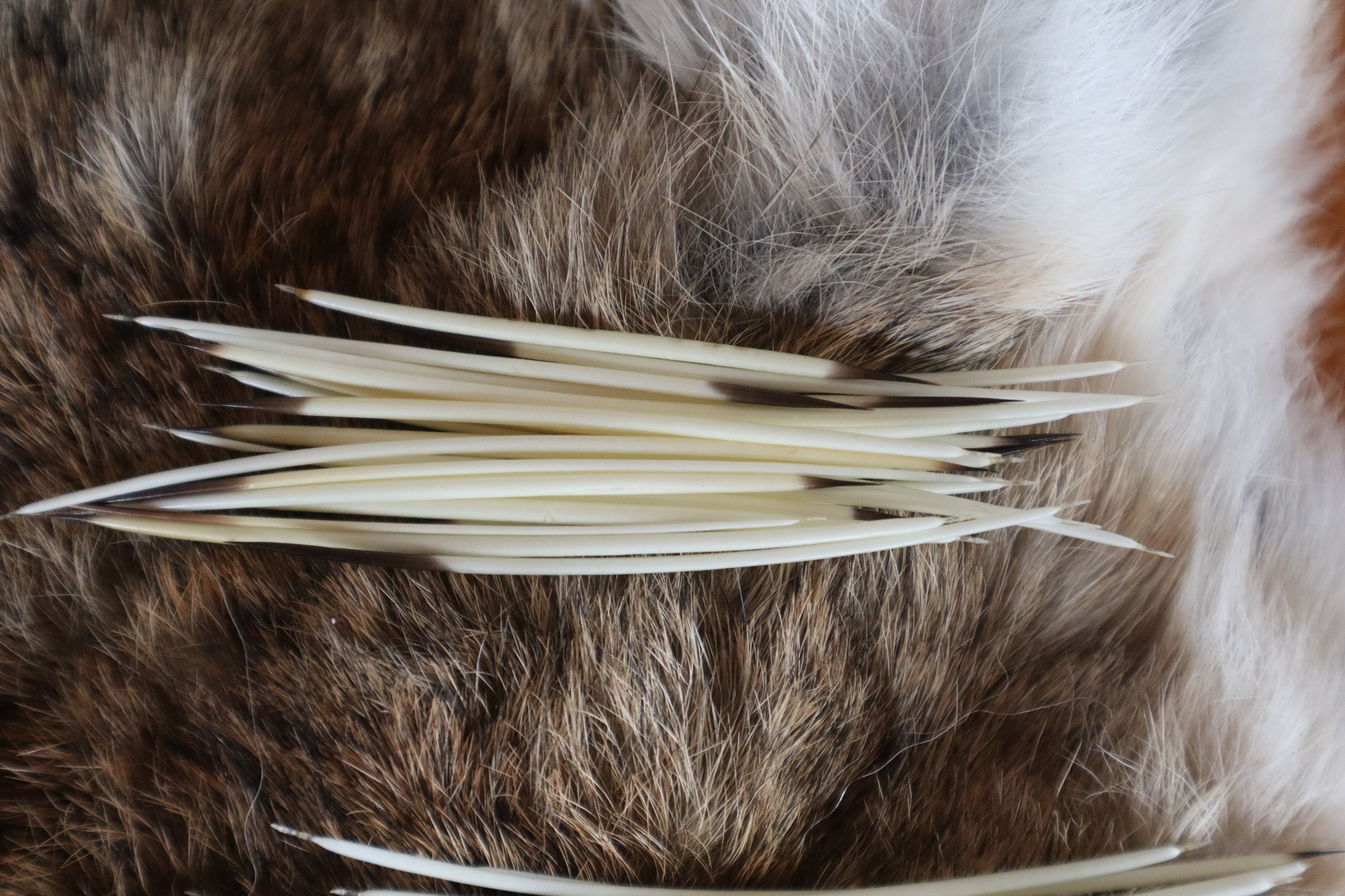 North American Porcupine Quills 25 Count Lots Etsy