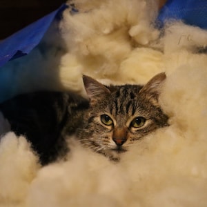 Peut inclure: Un chat tigr&eacute; &eacute;merge d'un tas de mati&egrave;re duveteuse de couleur cr&egrave;me. Les yeux du chat sont d'un jaune-vert vif et sa fourrure est un m&eacute;lange de rayures marron et grises. Une b&acirc;che bleue est visible en arri&egrave;re-plan.