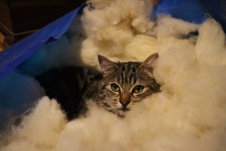 Peut inclure: Un chat tigr&eacute; &eacute;merge d'un tas de mati&egrave;re duveteuse de couleur cr&egrave;me. Les yeux du chat sont d'un jaune-vert vif et sa fourrure est un m&eacute;lange de rayures marron et grises. Une b&acirc;che bleue est visible en arri&egrave;re-plan.