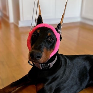 Doberman Ear Posting Brace