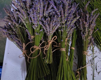 Lavanda Sagrada